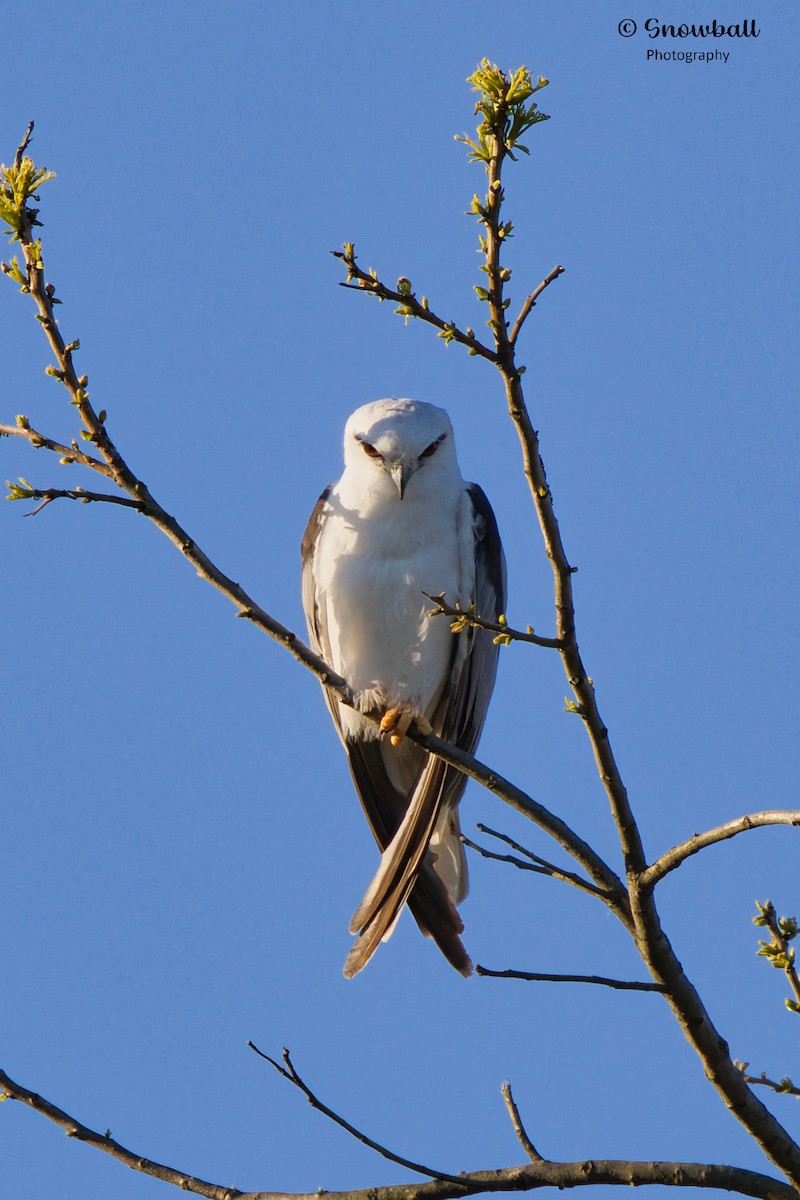 Black-shouldered Kite - ML609244289