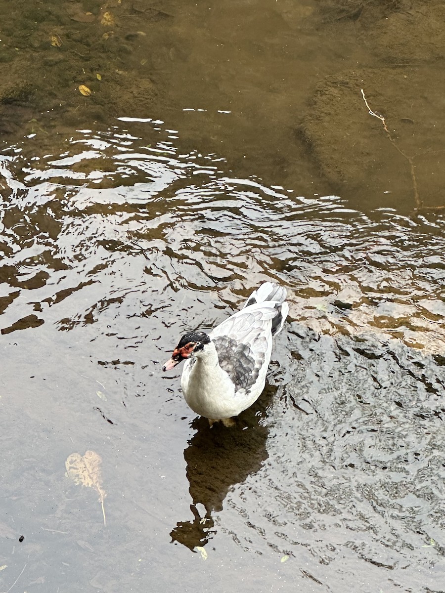 Muscovy Duck (Domestic type) - ML609244363