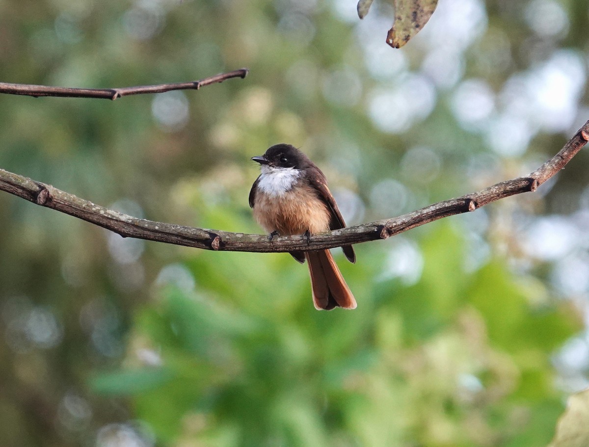 Cinnamon-tailed Fantail - ML609244370