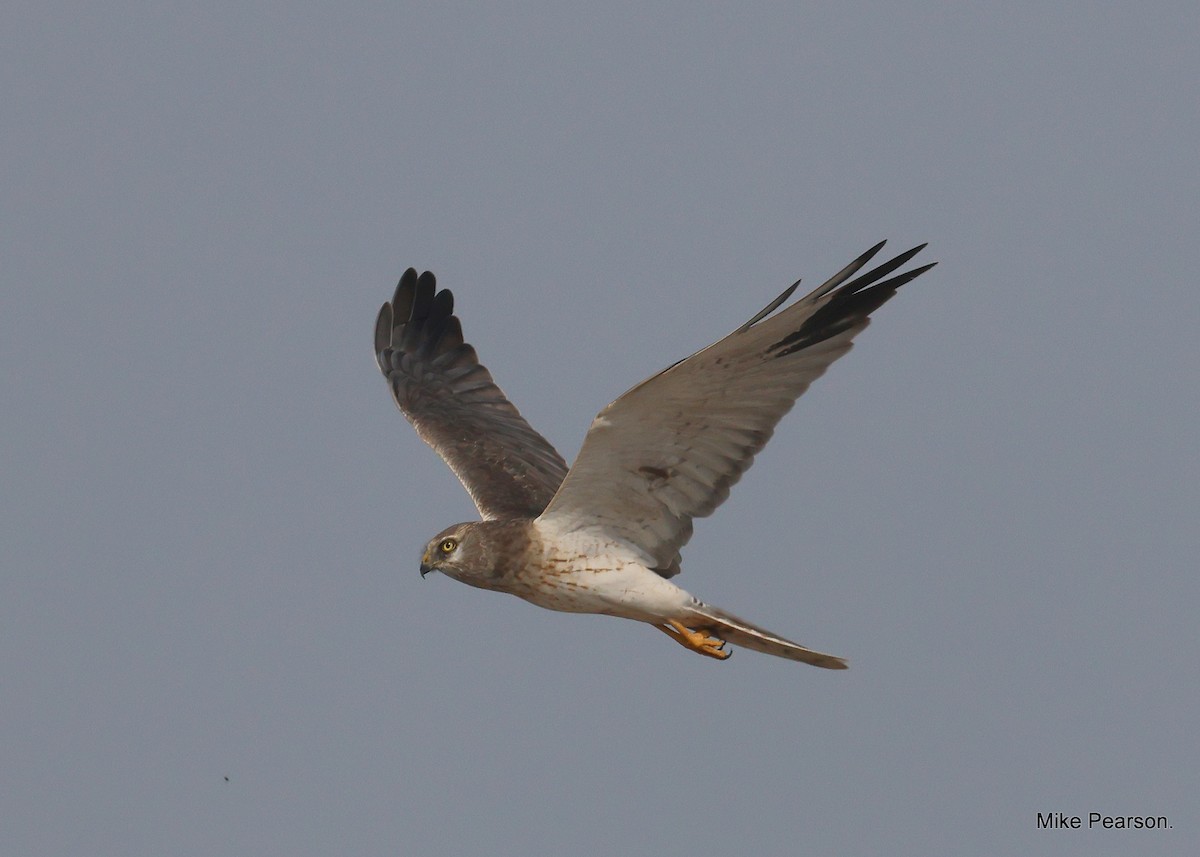 Pallid Harrier - Mike Pearson