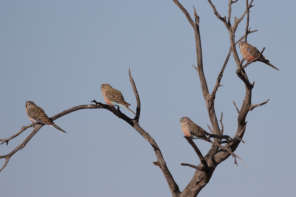 Bourke's Parrot - ML609244463