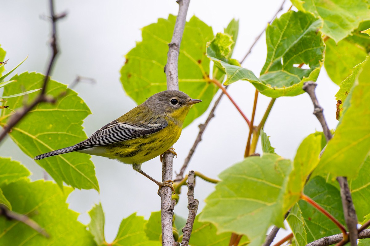 Manolya Ötleğeni - ML609244464