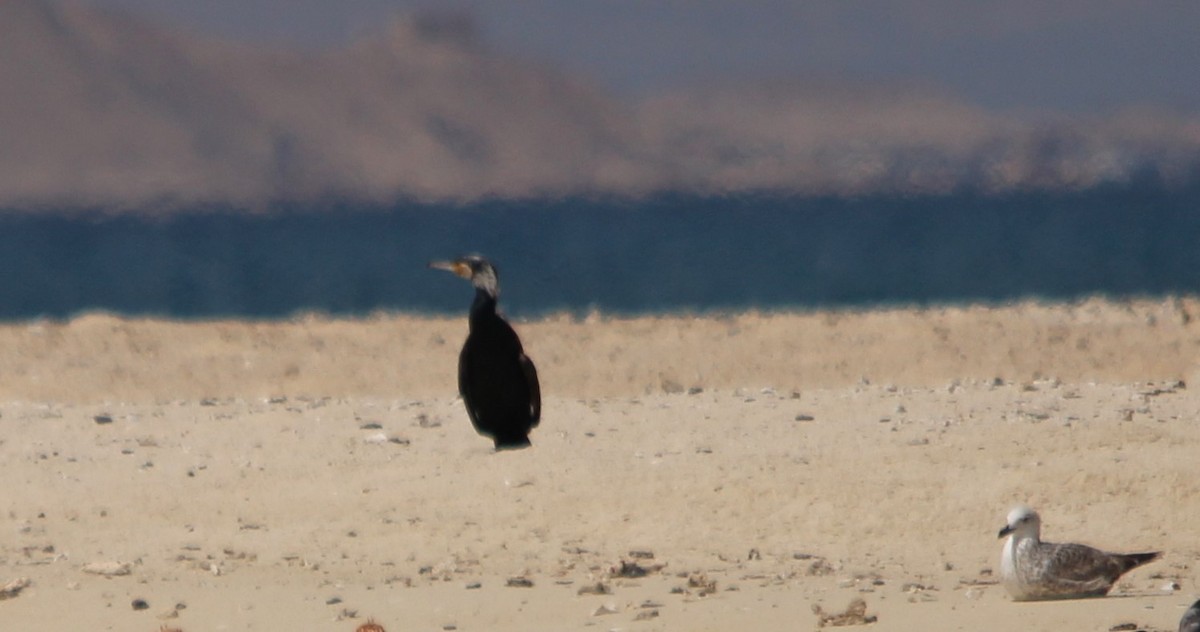 Great Cormorant - ML609244465