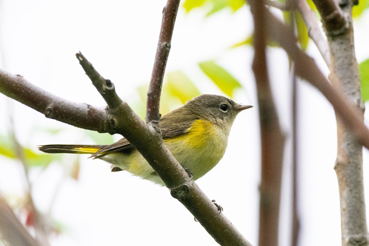 Kızıl Kuyruklu Ötleğen - ML609244469