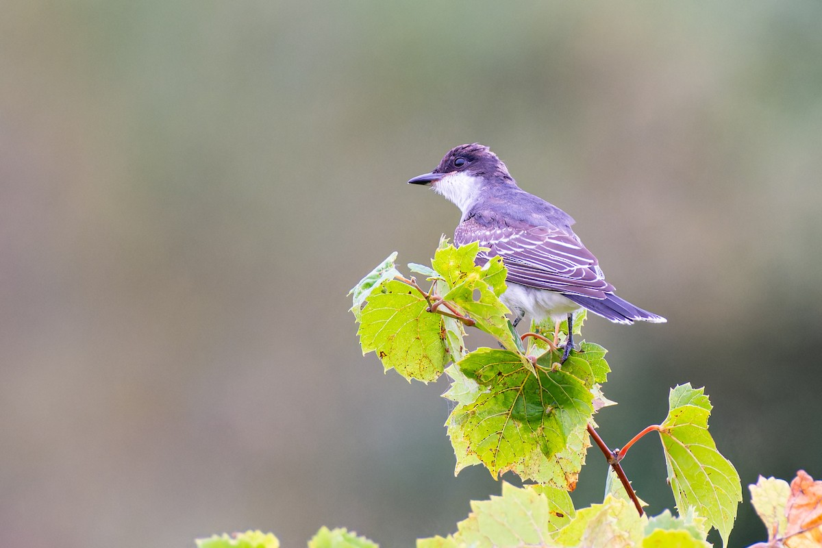 Göçmen Tiran - ML609244484