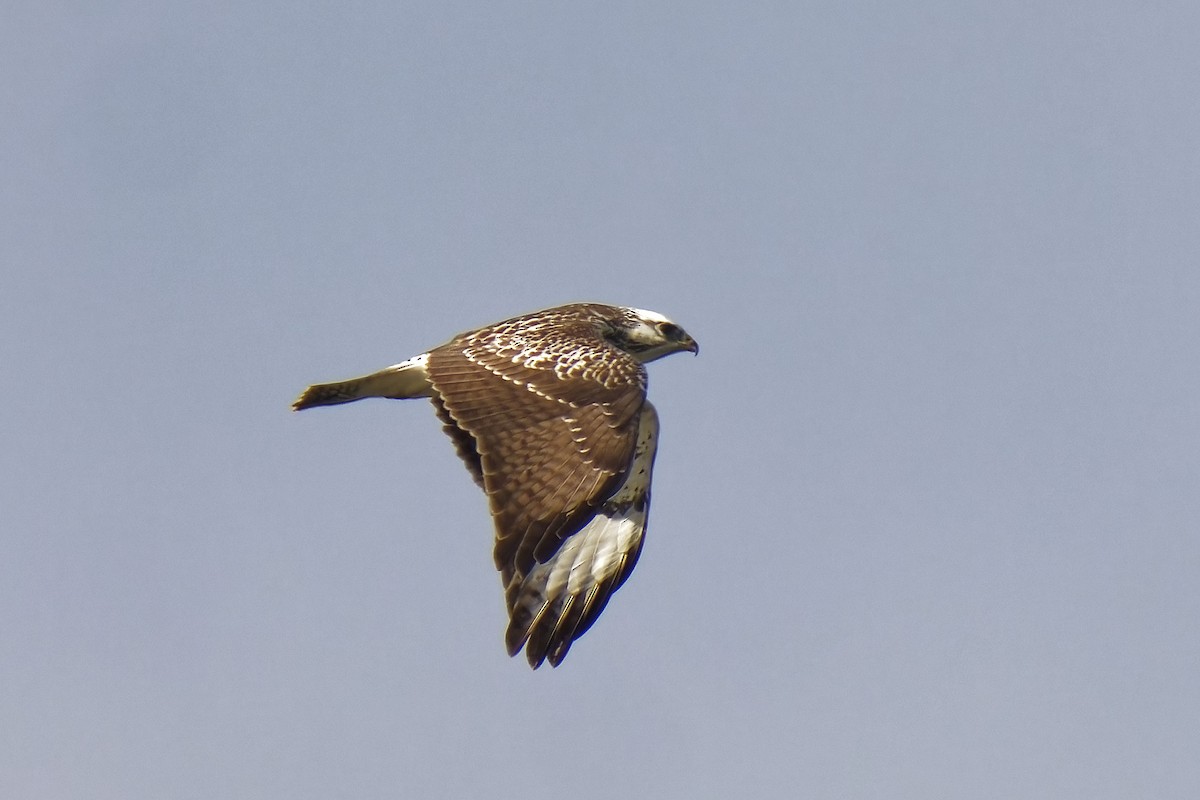 Common Buzzard - ML609244490