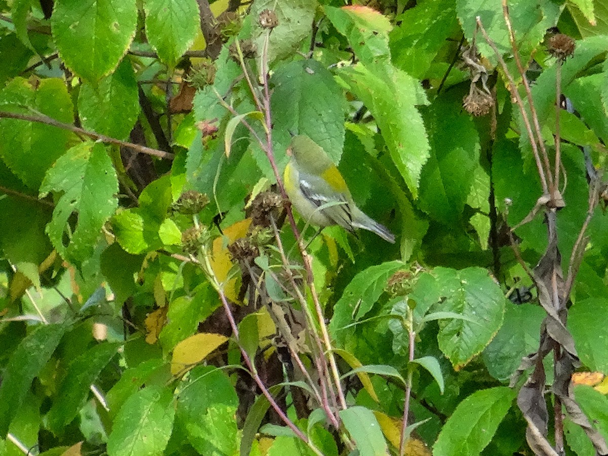 Meisenwaldsänger - ML609244500