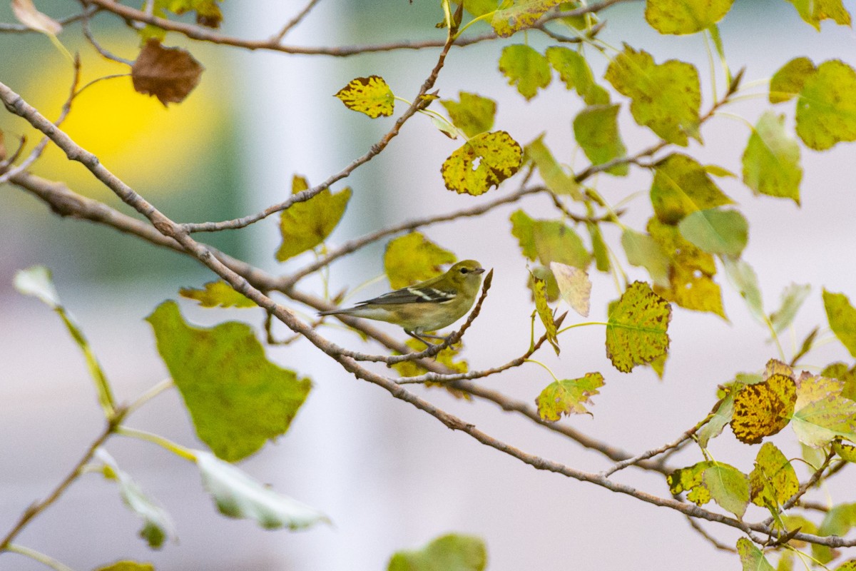 Kestane Gerdanlı Ötleğen - ML609244507