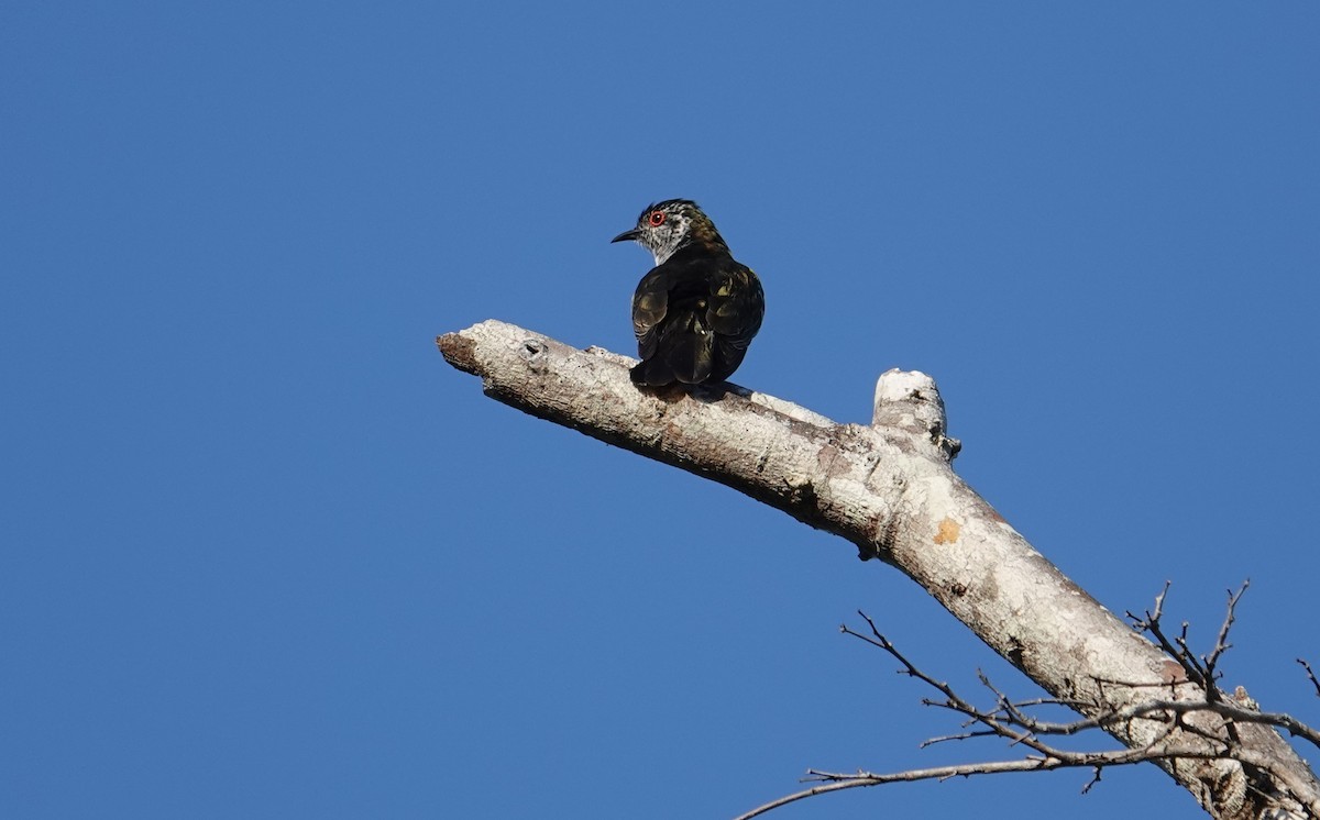 Little Bronze-Cuckoo (Banda) - Craig Morley