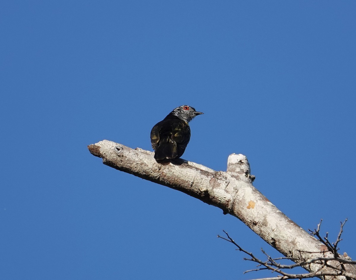 Little Bronze-Cuckoo (Banda) - ML609244517