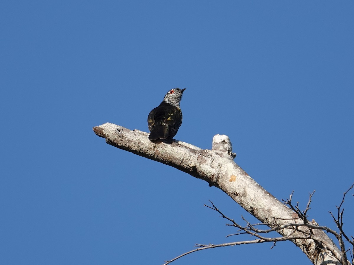 Little Bronze-Cuckoo (Banda) - ML609244518