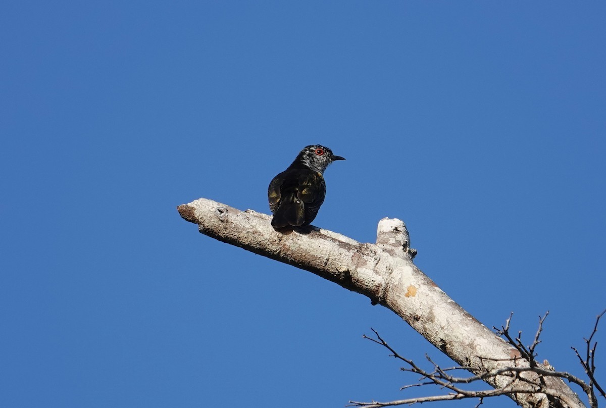 Little Bronze-Cuckoo (Banda) - Craig Morley