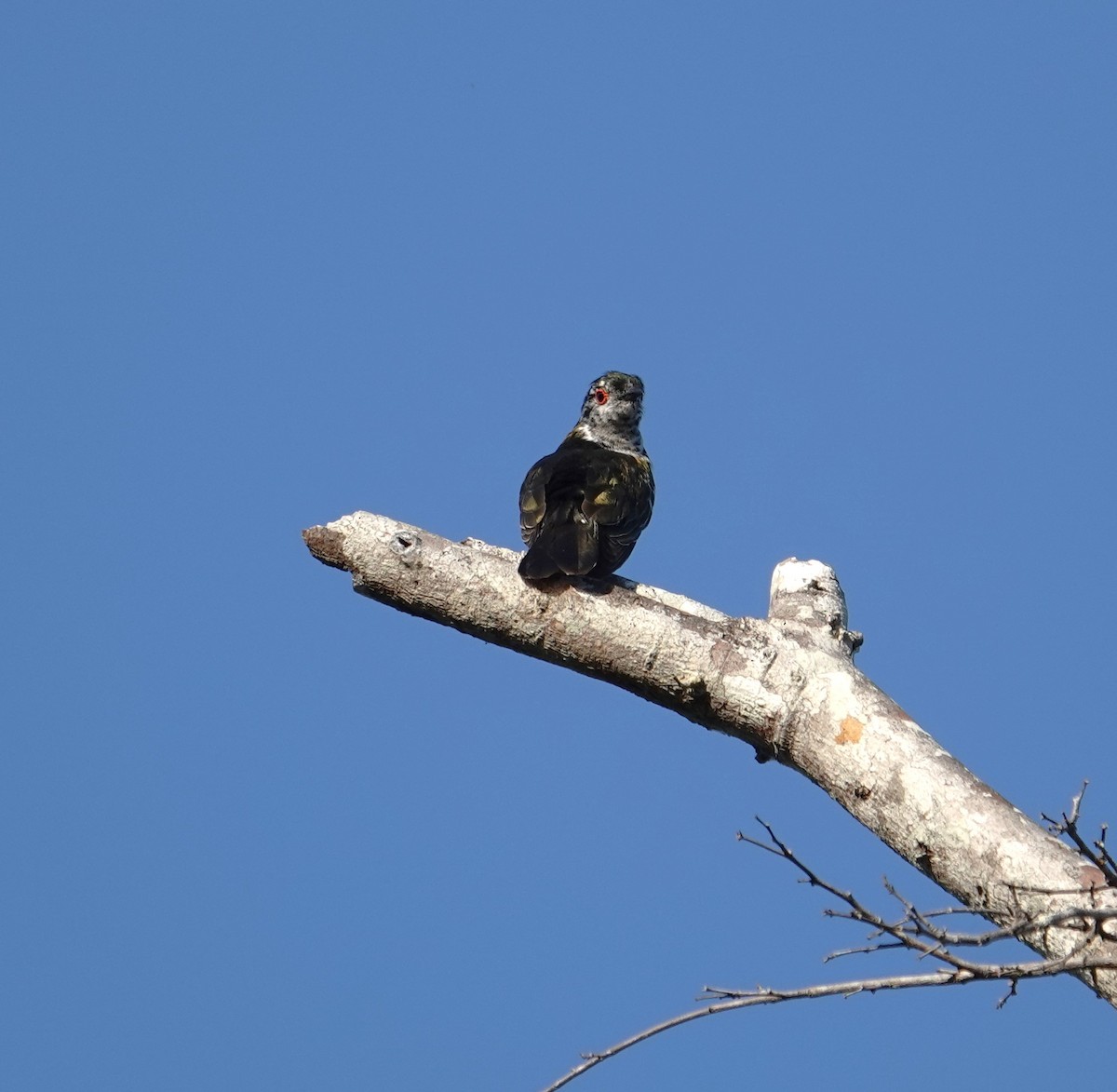 Little Bronze-Cuckoo (Banda) - ML609244520