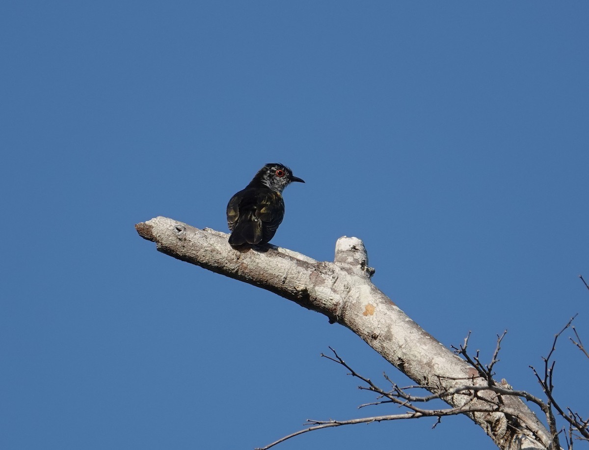 Little Bronze-Cuckoo (Banda) - Craig Morley