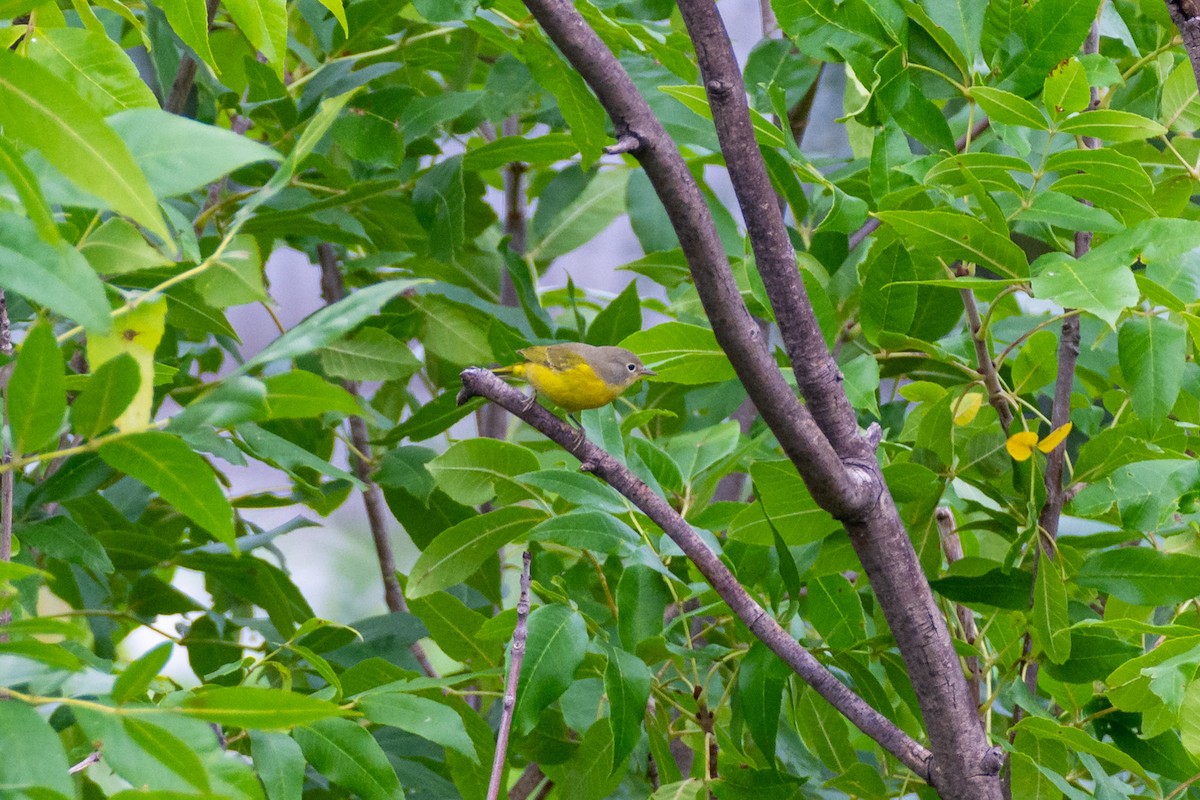 Naşvil Ötleğeni - ML609244522