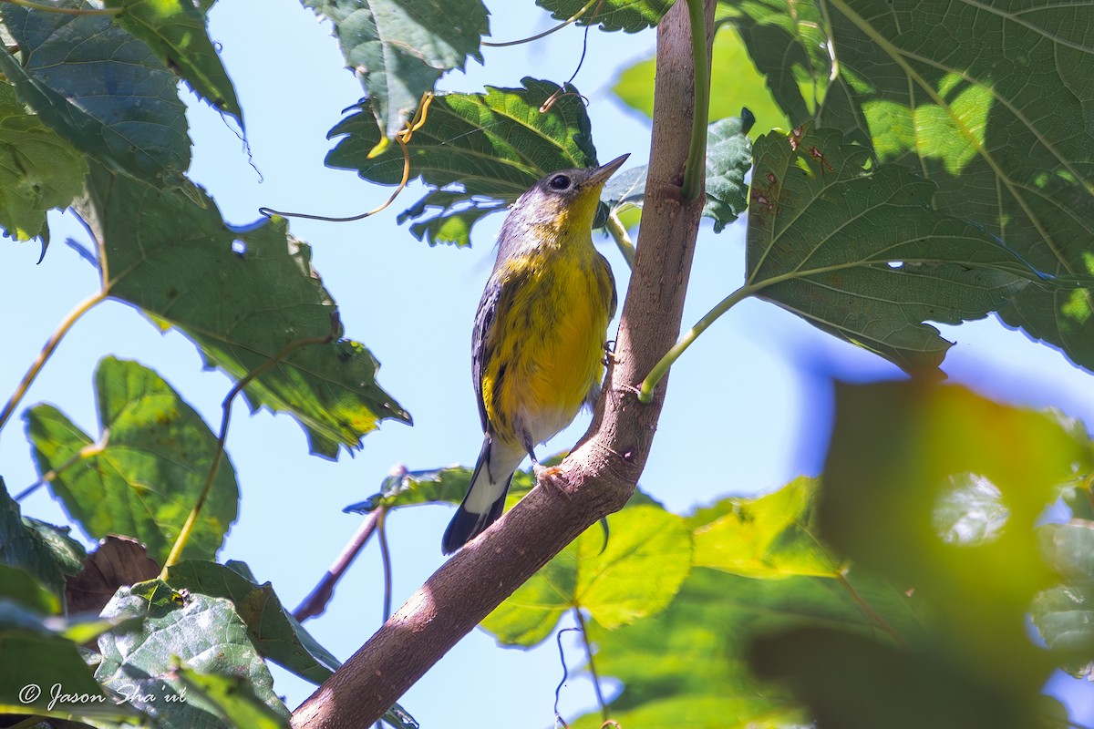 Magnolia Warbler - ML609244523