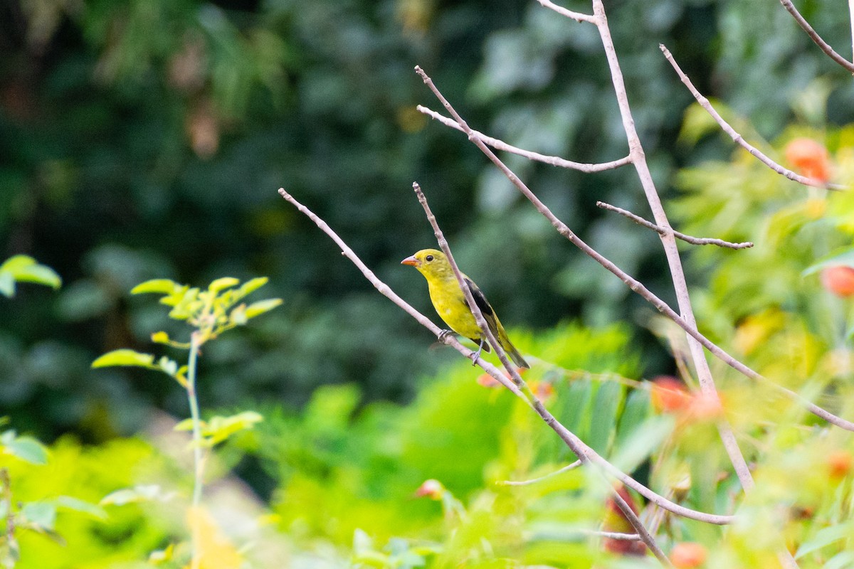 Kara Kanatlı Piranga - ML609244531