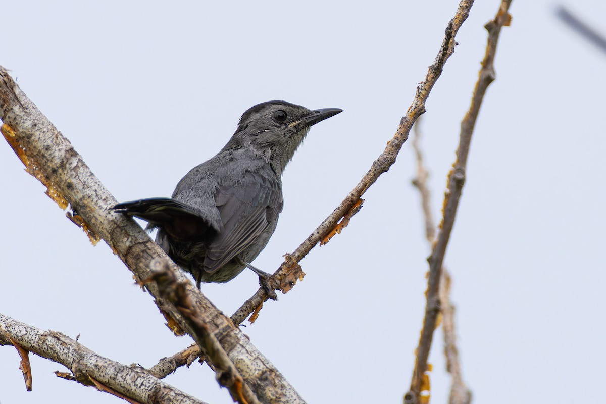 Gri Kedikuşu - ML609244544