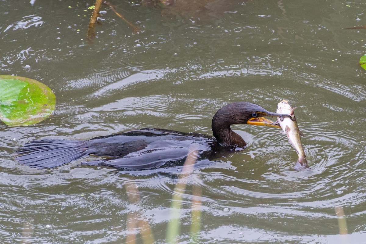 Kulaklı Karabatak - ML609244547