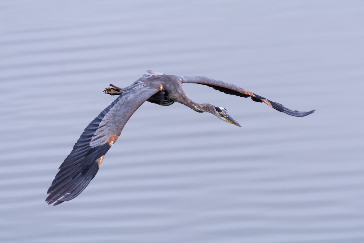 Amerika Gri Balıkçılı - ML609244551