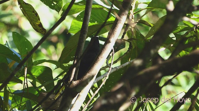 Crested Oropendola - ML609244555