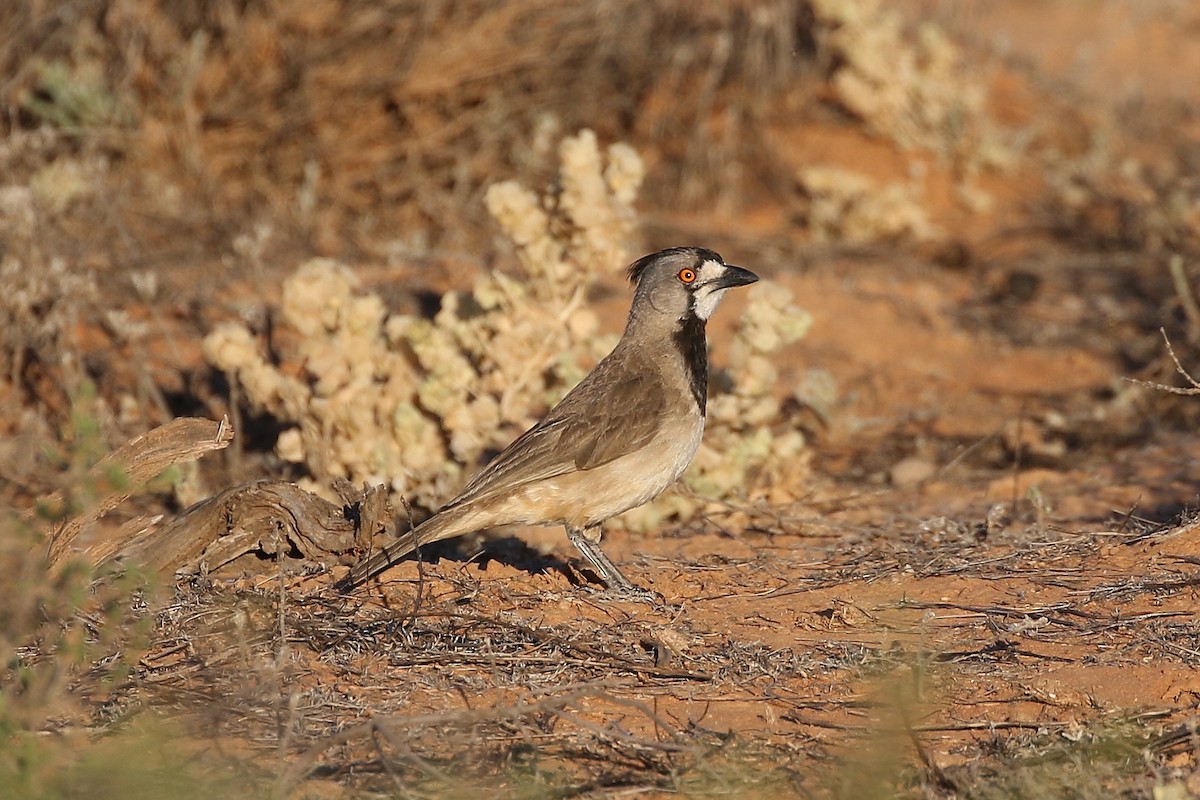 Crested Bellbird - ML609244588