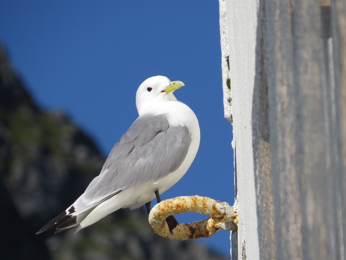 Black-legged Kittiwake - ML609244590