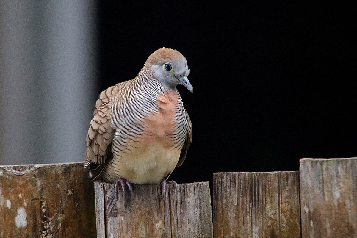 Zebra Dove - ML609244591