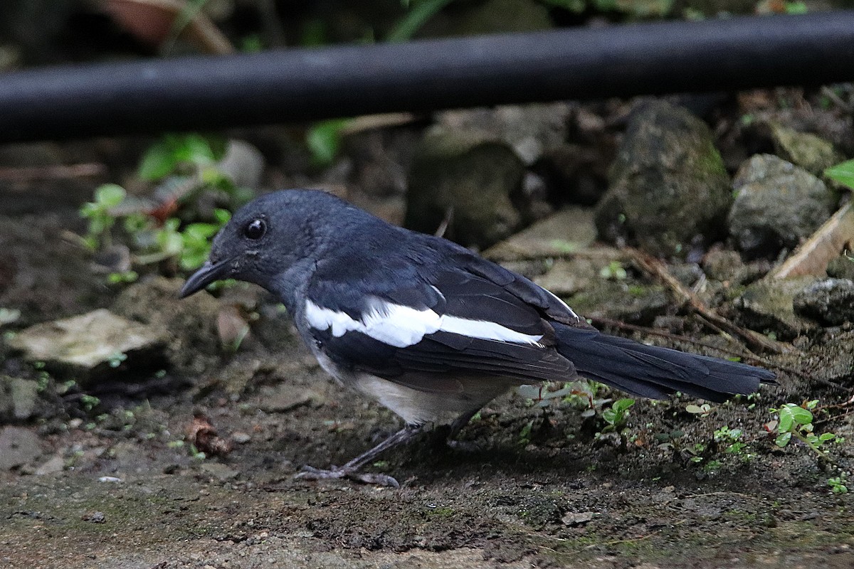 Philippine Magpie-Robin - Chris Chafer