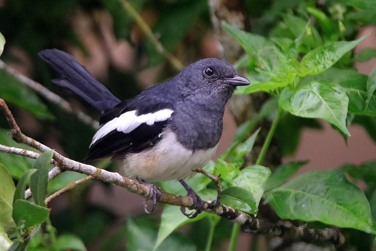 Philippine Magpie-Robin - ML609244599