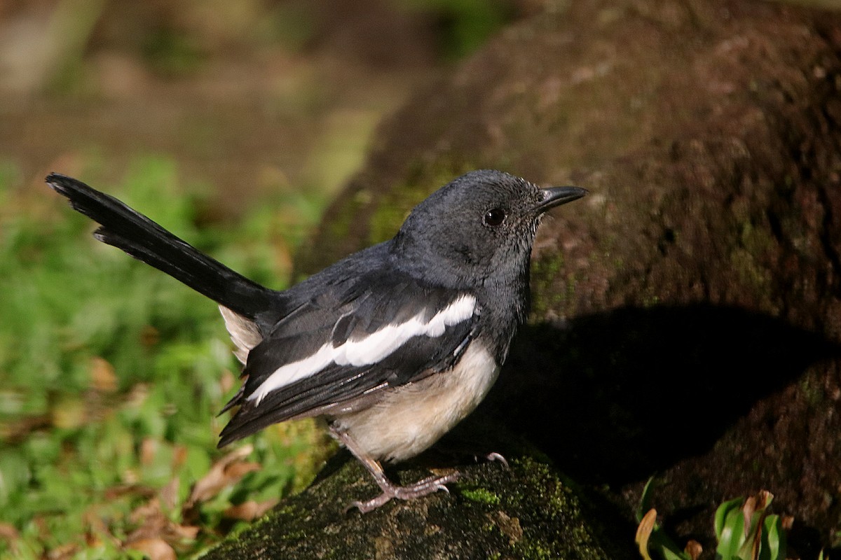 Philippine Magpie-Robin - ML609244600