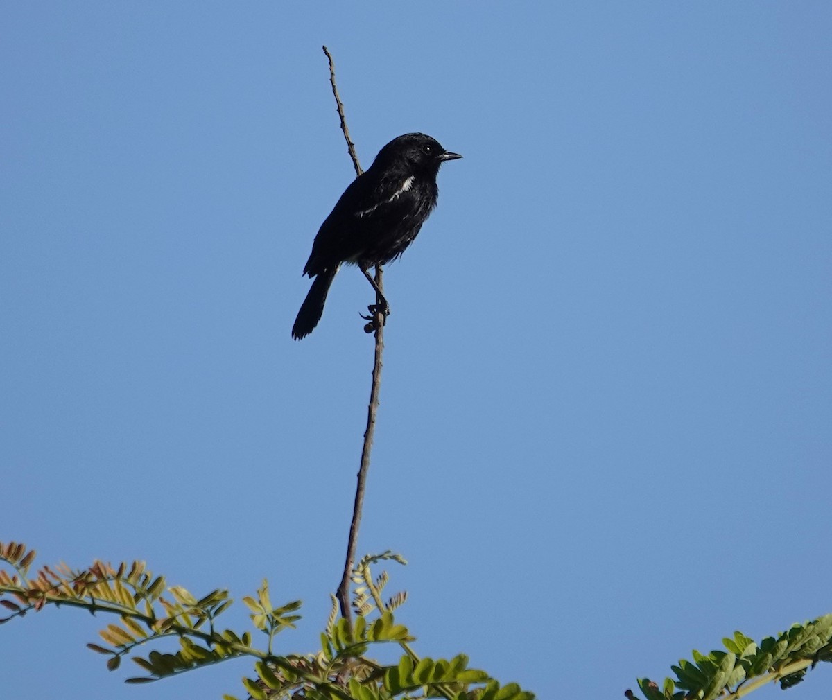 Pied Bushchat - ML609244662