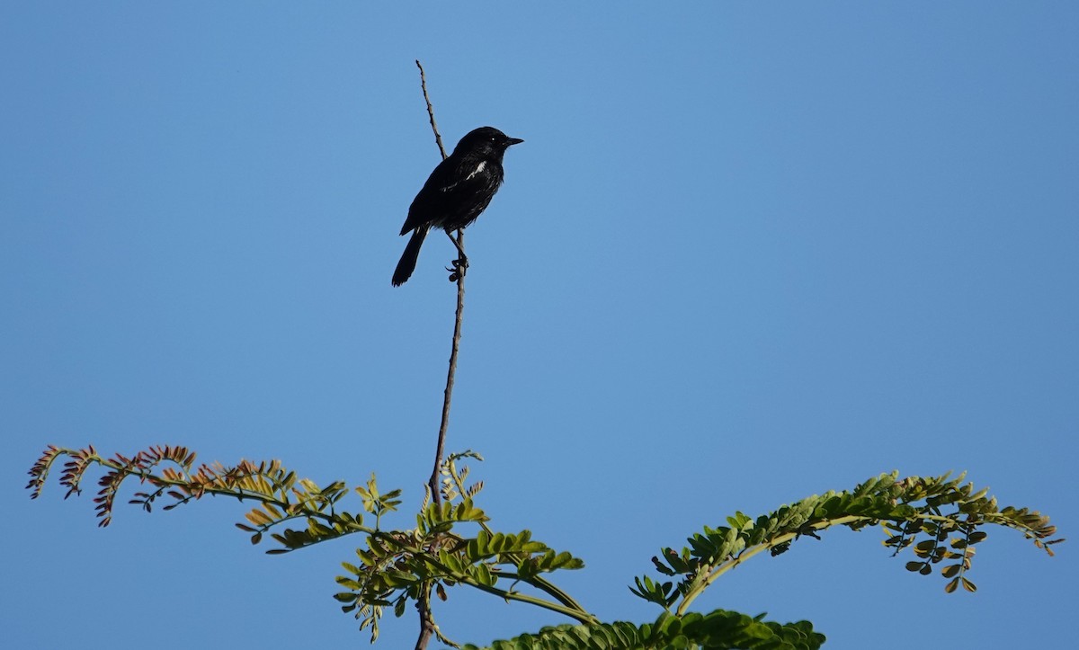 Pied Bushchat - ML609244663