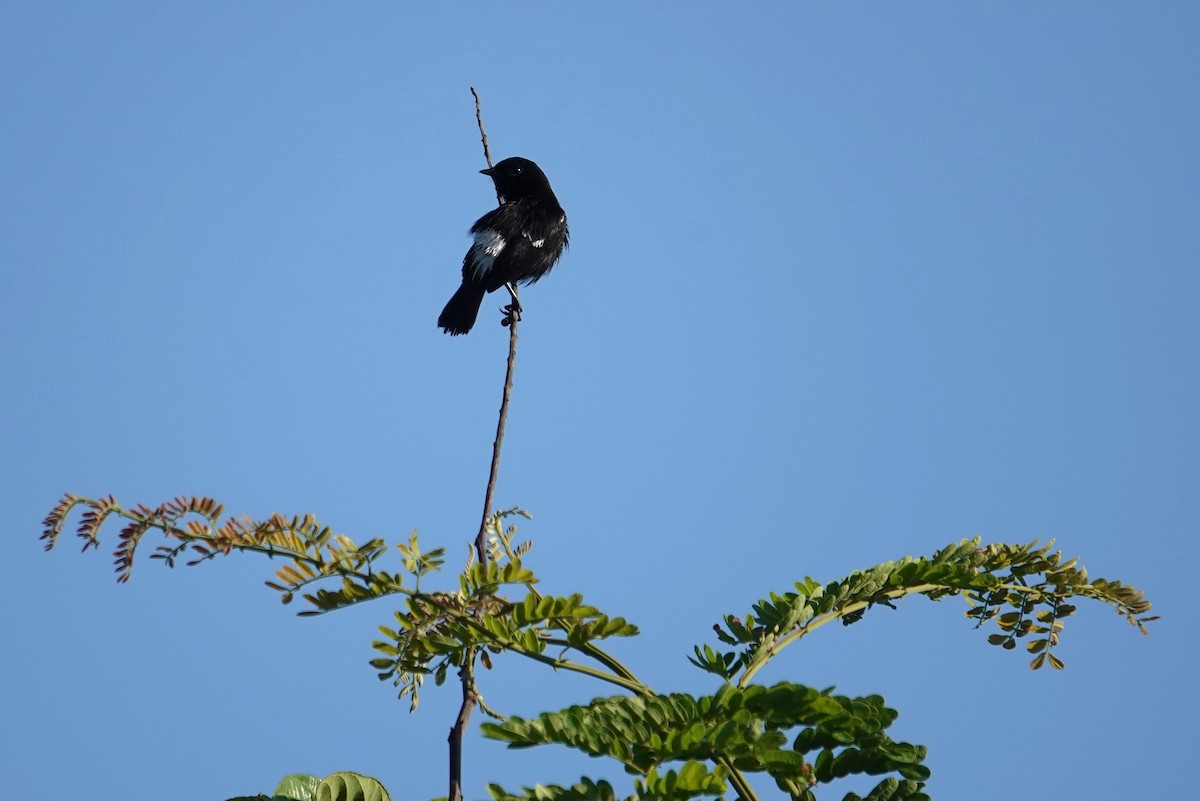 Pied Bushchat - ML609244664