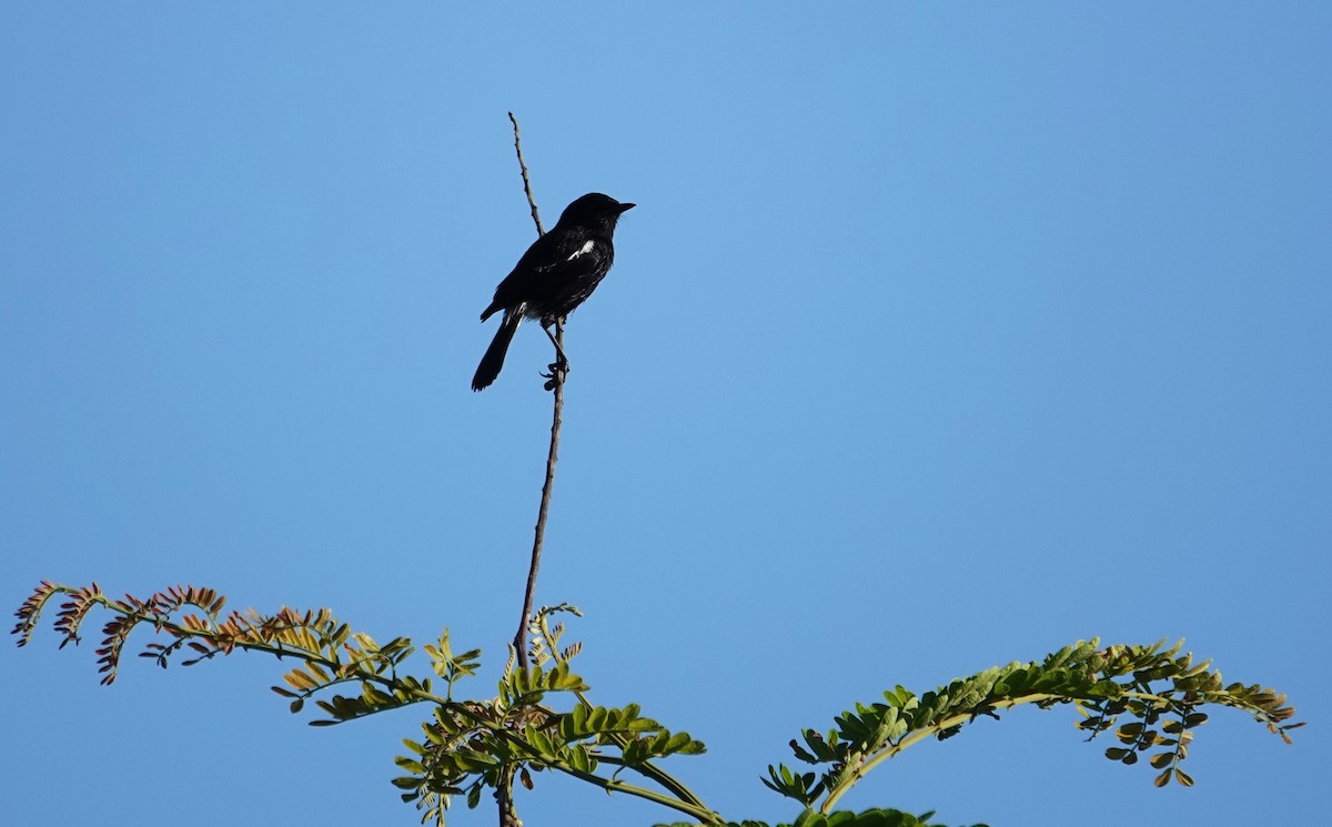 Pied Bushchat - ML609244666