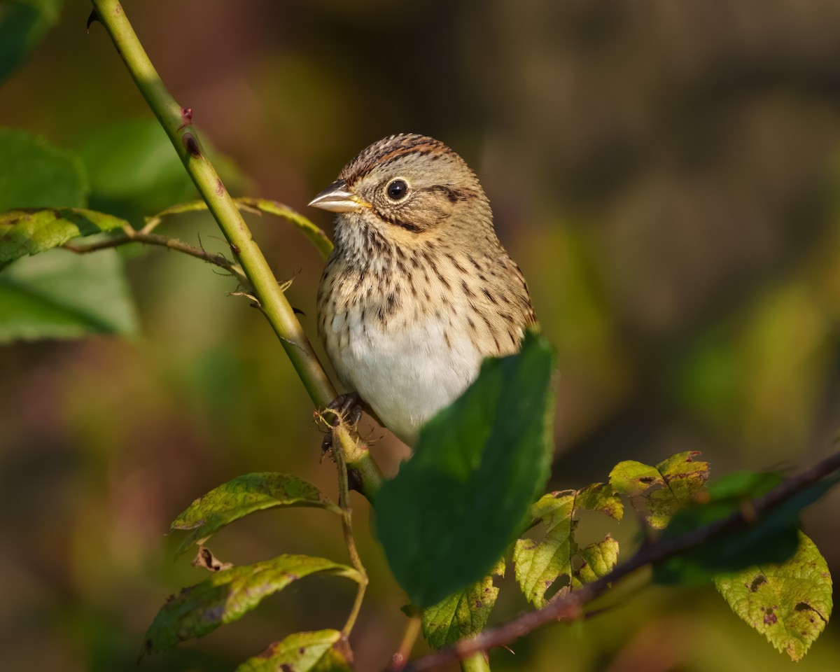 Lincoln's Sparrow - ML609244672