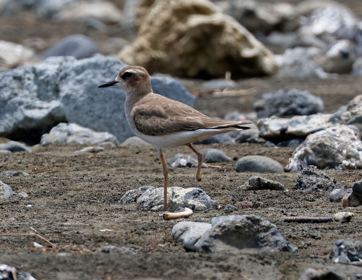 Oriental Plover - ML609244676