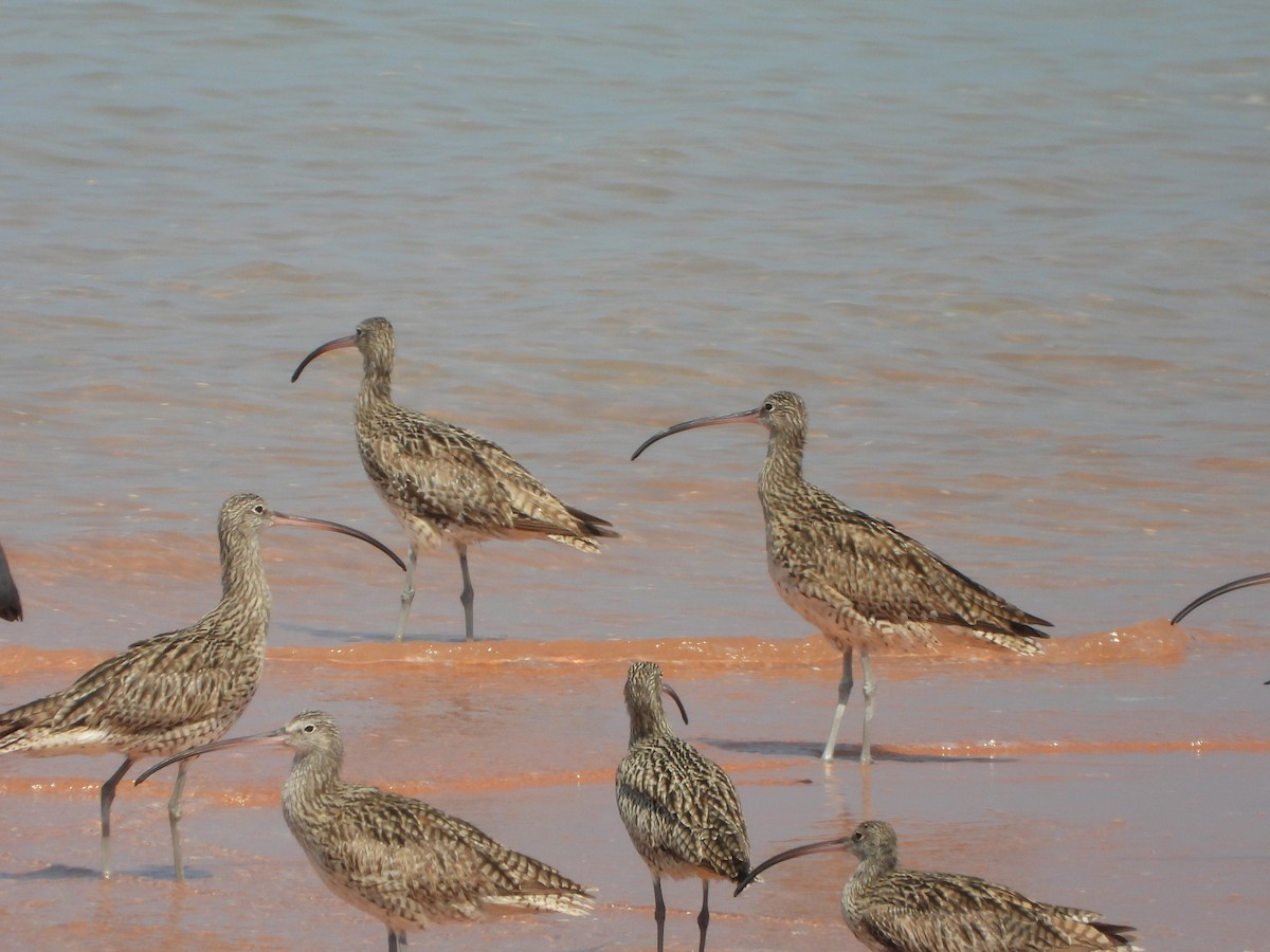 Far Eastern Curlew - ML609244680