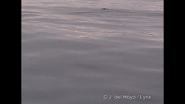 tučňák Humboldtův - ML609244685