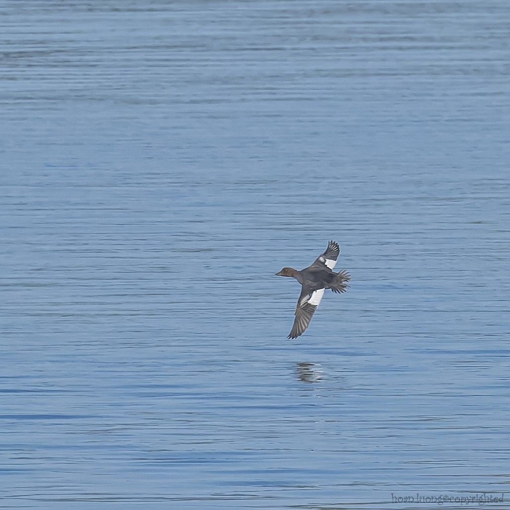 Common Goldeneye - ML609244786