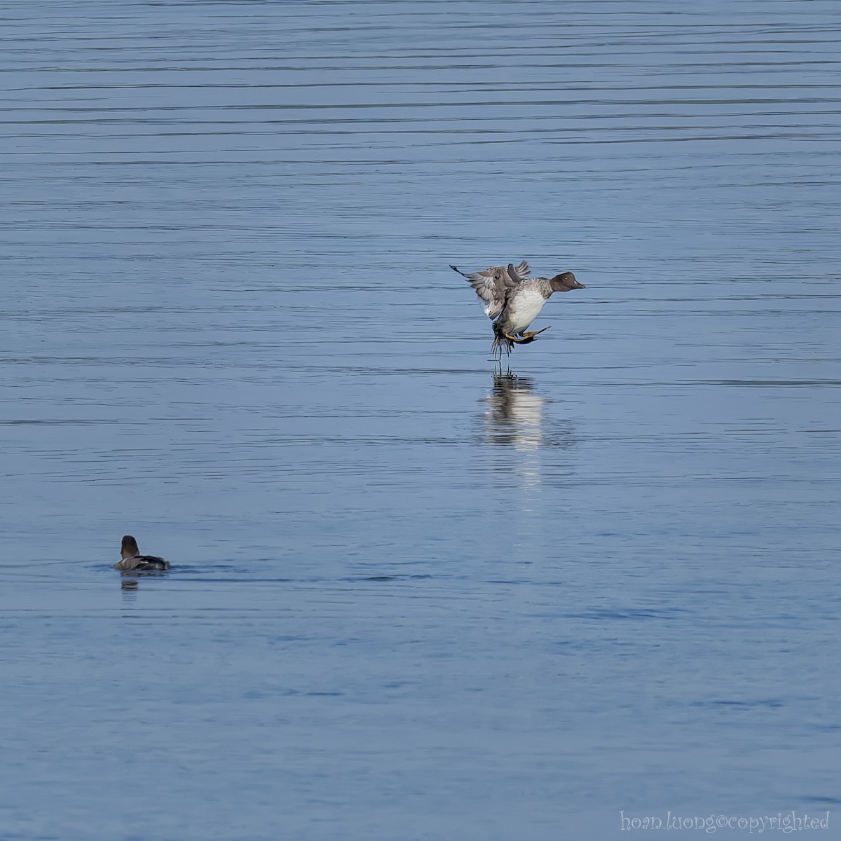 Common Goldeneye - hoan luong