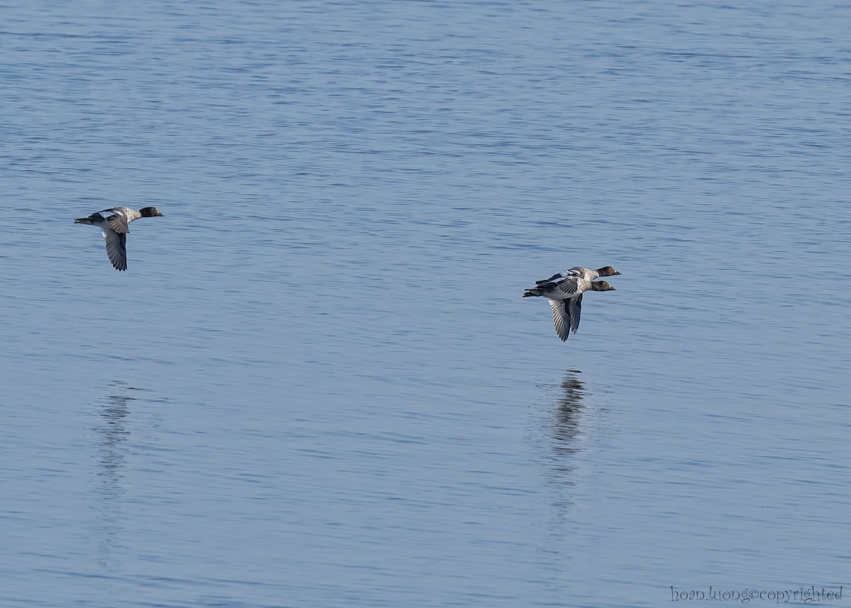 Common Goldeneye - hoan luong