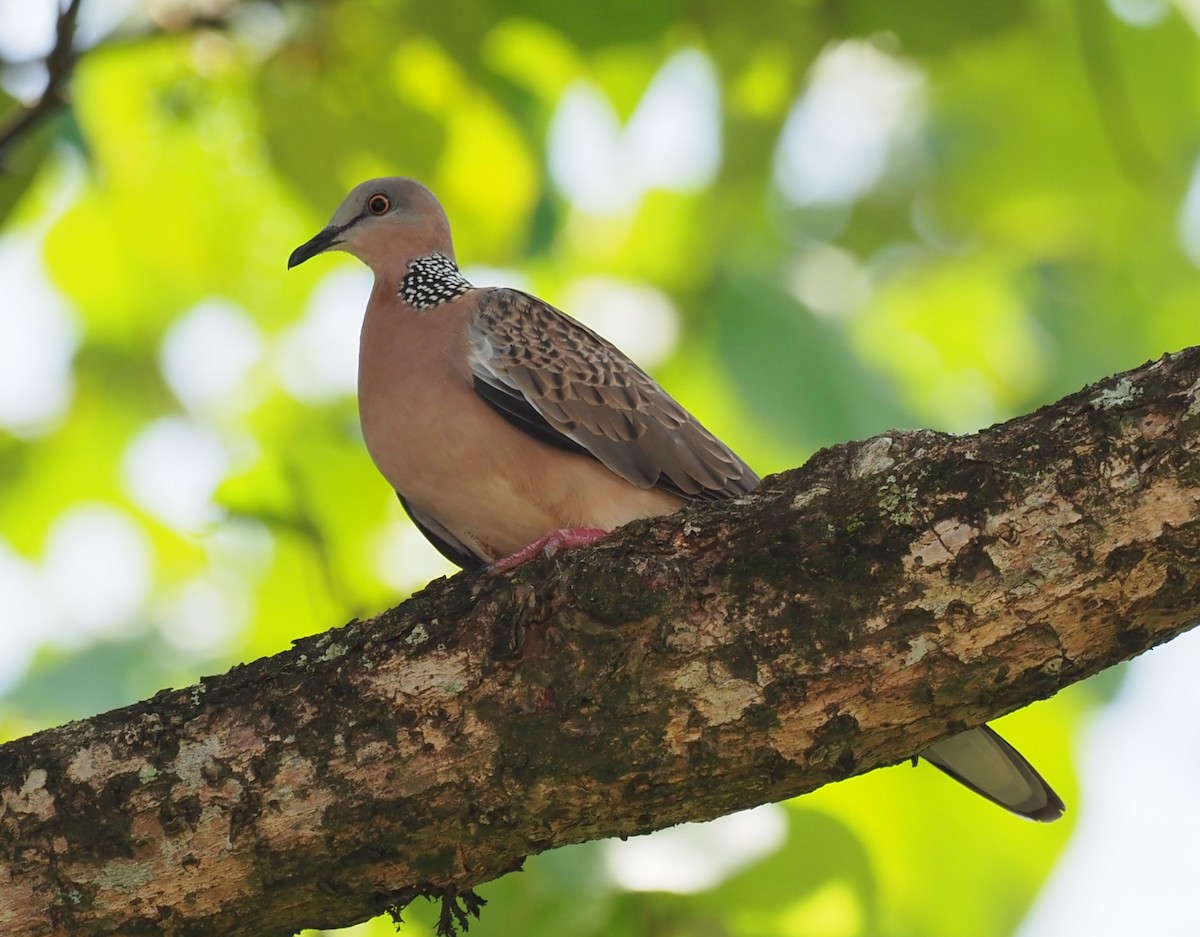 Spotted Dove - ML609244790