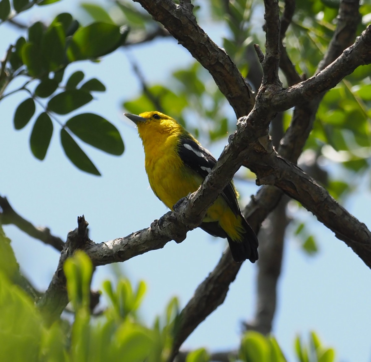 Common Iora - Mark Stevenson