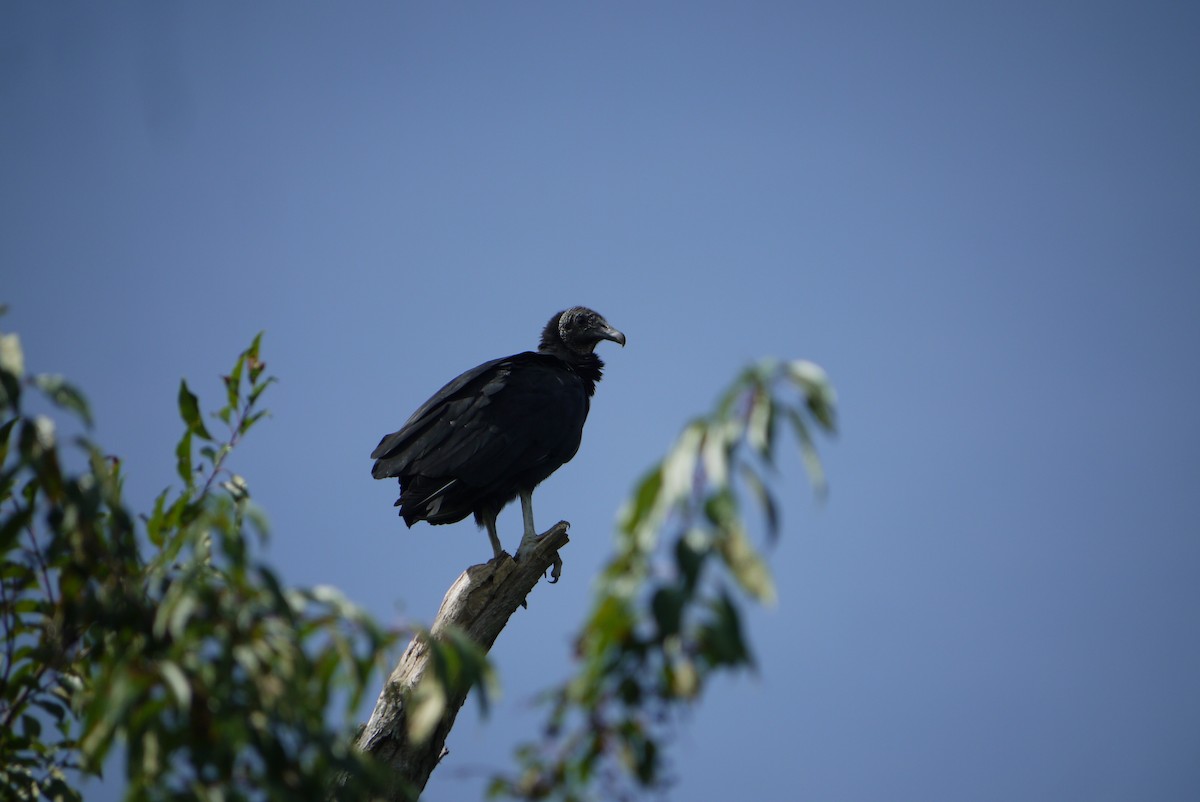 Black Vulture - ML609244976