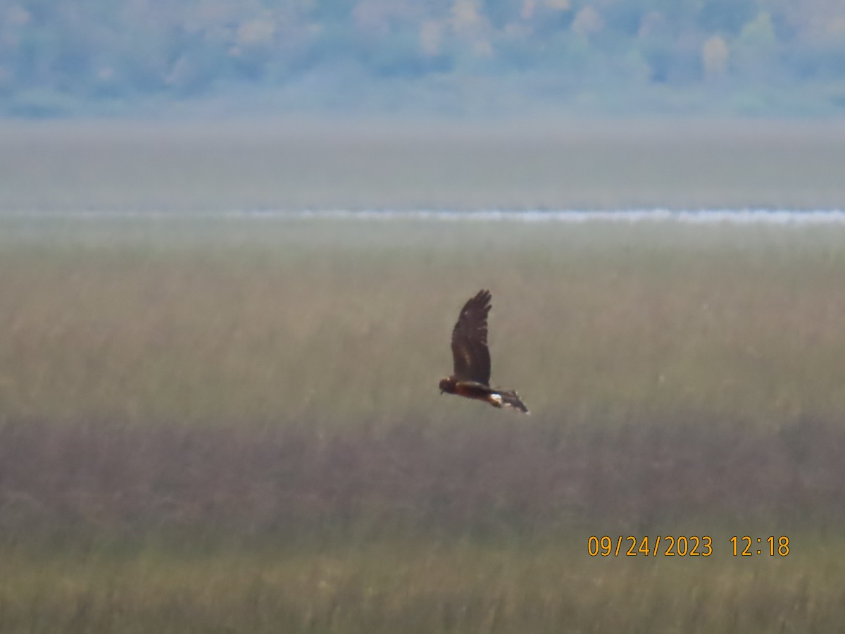 Northern Harrier - ML609245001