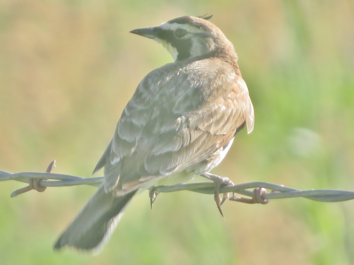 Horned Lark - ML60924501