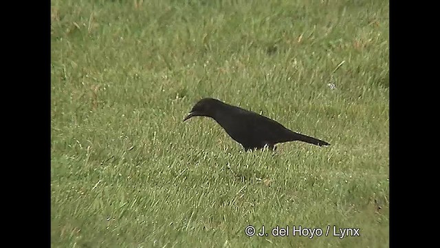 Austral Blackbird - ML609245267