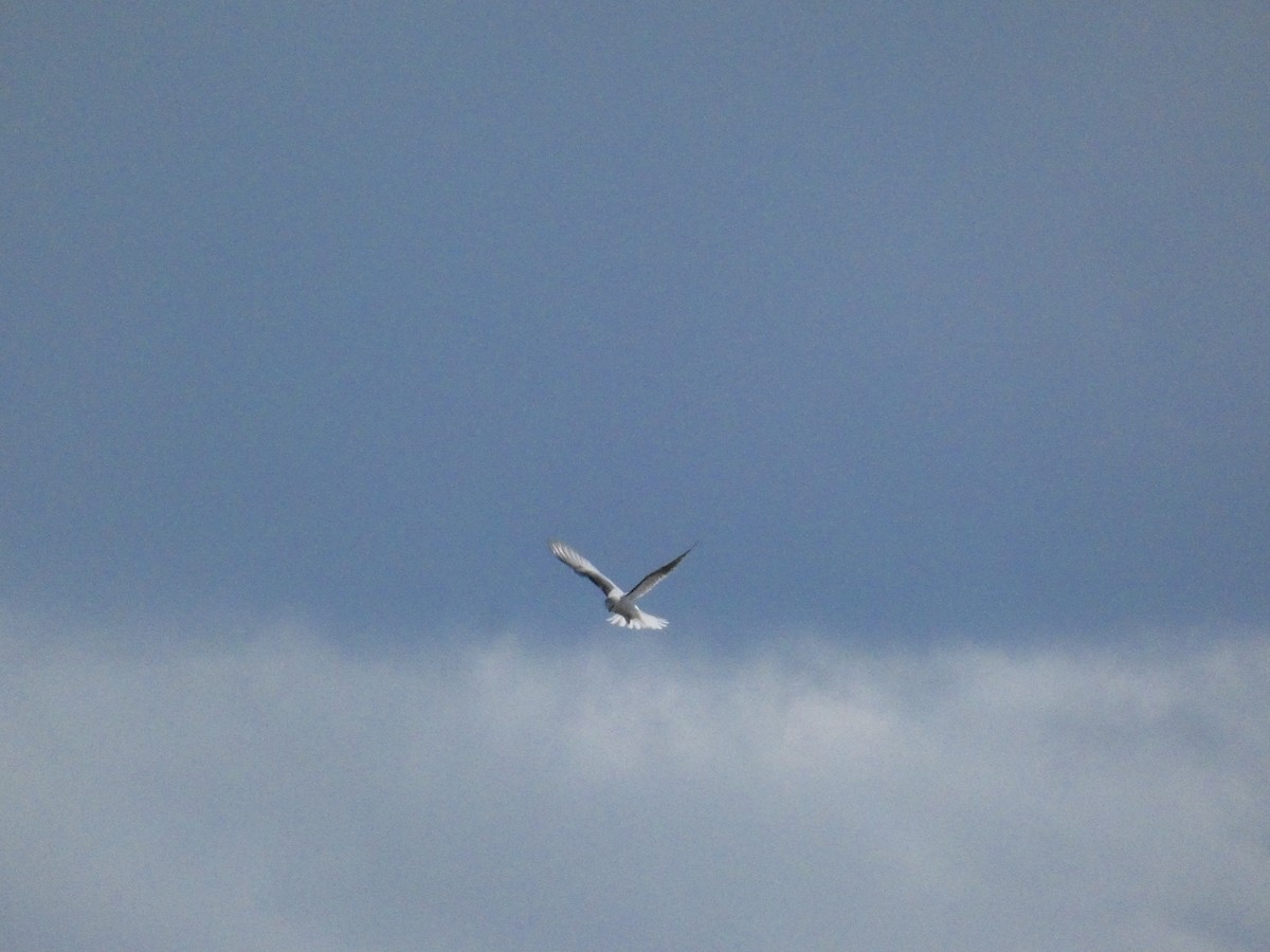 White-tailed Kite - ML609245304
