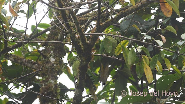 White-eyed Parakeet - ML609245340